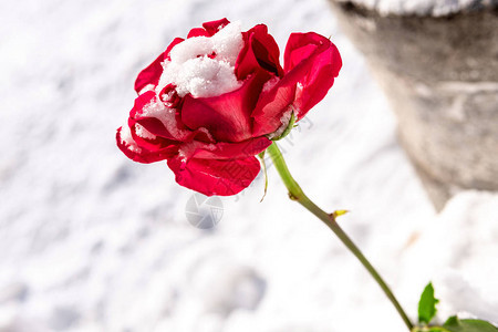 雪中的红玫瑰在背景中飘扬图片