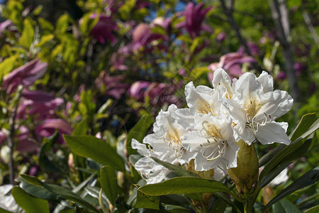 右下角白杜鹃花与红玉兰花背景模糊的特写图片