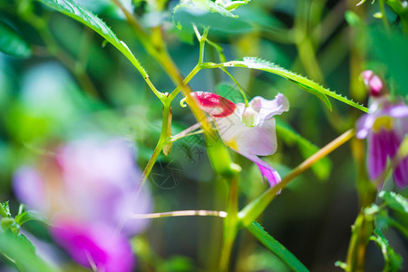 泰国清迈皇家花卉中的鹦鹉花兰图片