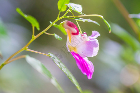 泰国清迈皇家花卉中的鹦鹉花兰图片