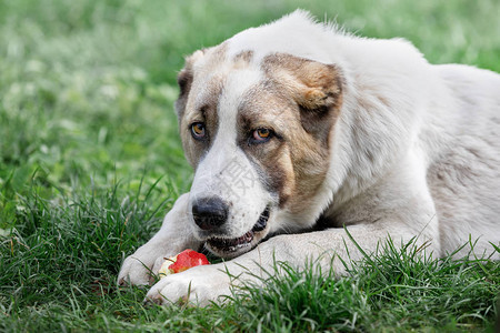 中亚青年牧羊犬躺在绿草上吃红苹果图片