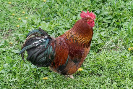 公鸡站在草丛中鸡宠物家禽和农场概念图片