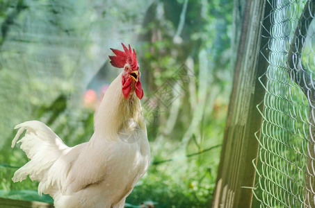 公鸡鸣叫在农家院子里打鸣的公鸡图片