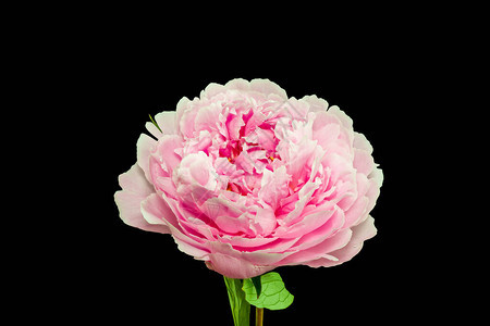 孤立的单朵红粉白牡丹花图片