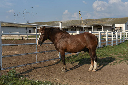 马场景农场马这匹马是红色的图片