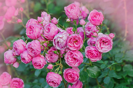 粉红玫瑰花许多鲜花和绿叶子美丽的粉图片
