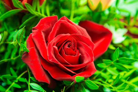 新鲜的红玫瑰与绿草的照片背景图片
