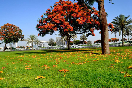 阿拉伯联合酋长国迪拜美丽的鲜红树图片