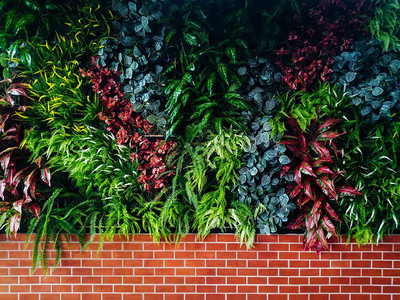 美丽的绿色植物墙壁背景具有茂密植被的花园图片