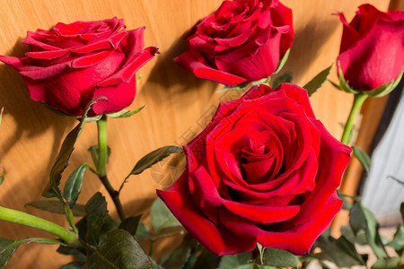 浅色背景上的红色玫瑰花朵玫瑰是蔷薇科蔷薇属的多年生木本开花植物图片