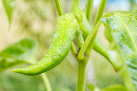 园艺床上的绿色辣椒土生长的有机食品香或辣椒图片