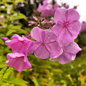 雨后立即放上紫色花瓣的鲜花图片