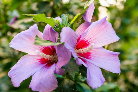 绿色树叶天然背景上的紫色花朵Hibiscus玫瑰罪人图片