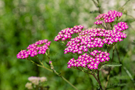 花园里的红蓍草latAchillea花园中药图片