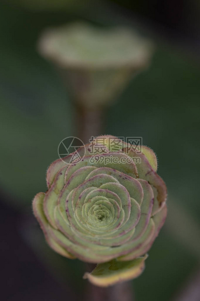 花园里的多肉植物夏日时光图片