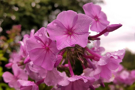 潮湿但精致通风的紫色福禄考花瓣在阴天的柔和光线下滴落成雨滴图片