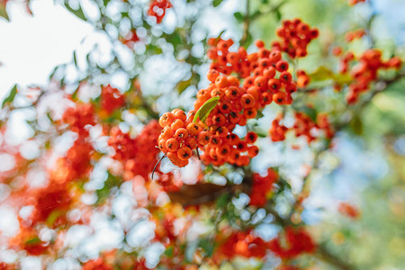 秋天季节的火藤莓Pyracantha图片