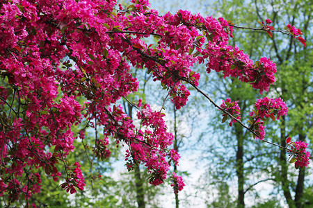 蟹苹果树上的粉红色花朵海棠图片