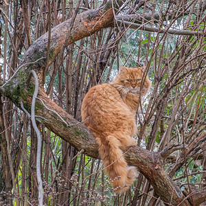 一只绿眼睛的美丽的大红猫坐在一个厚的树枝上图片