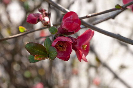 灌木枝上的红花开花季节关图片