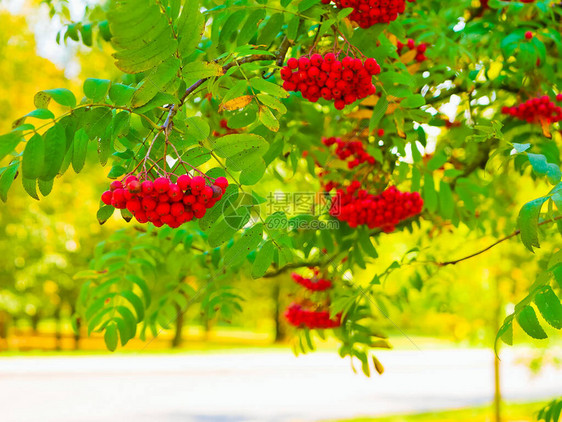在秋天树枝的宽阔美景中红色浆果和橙色连叶子具有b图片