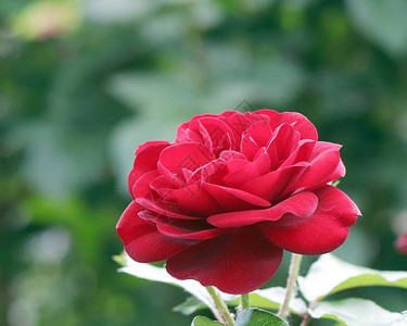 红新玫瑰在绿公园背景的自然环境中盛开图片