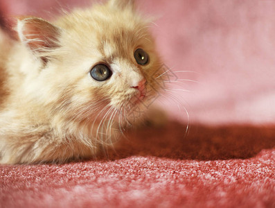 可爱的红色小猫图片