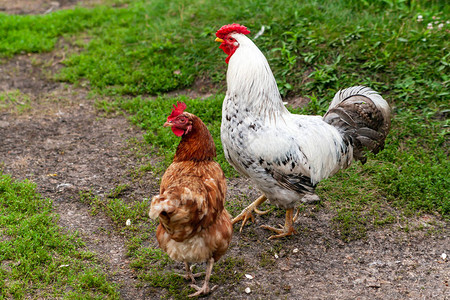 鸡鸭养殖图片_鸡鸭养殖素材图片大全_摄图网