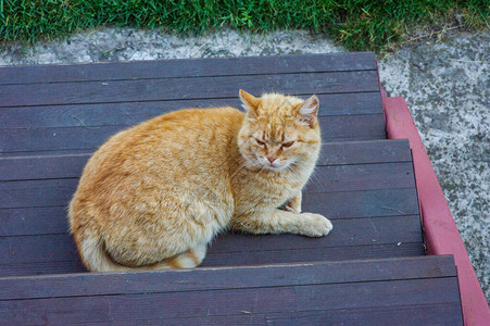 一只姜猫坐在门口猫在台阶图片