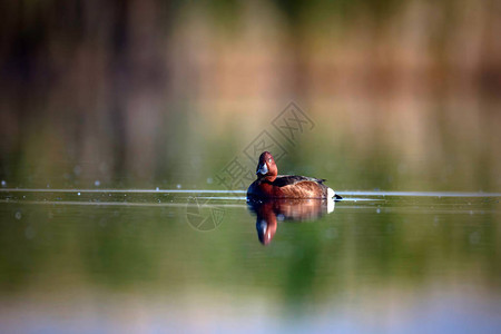游泳鸭天然湖栖息地背景鸟类图片