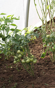 生长在温室里的未成熟的西红柿图片