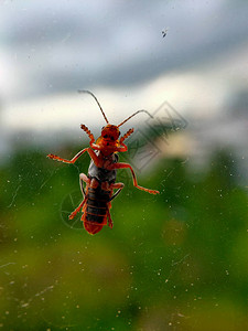 雨天窗户上一只蚱蜢的特写镜头该窗口允许观察者看到蚱蜢底图片