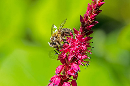 蜜蜂在红色虎杖花上采集花蜜背景图片