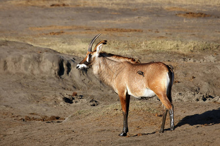 热带羚羊Hippotragusequinus站在图片