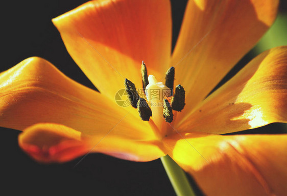 黄色郁金香花与绿草地貌在阳光明媚图片