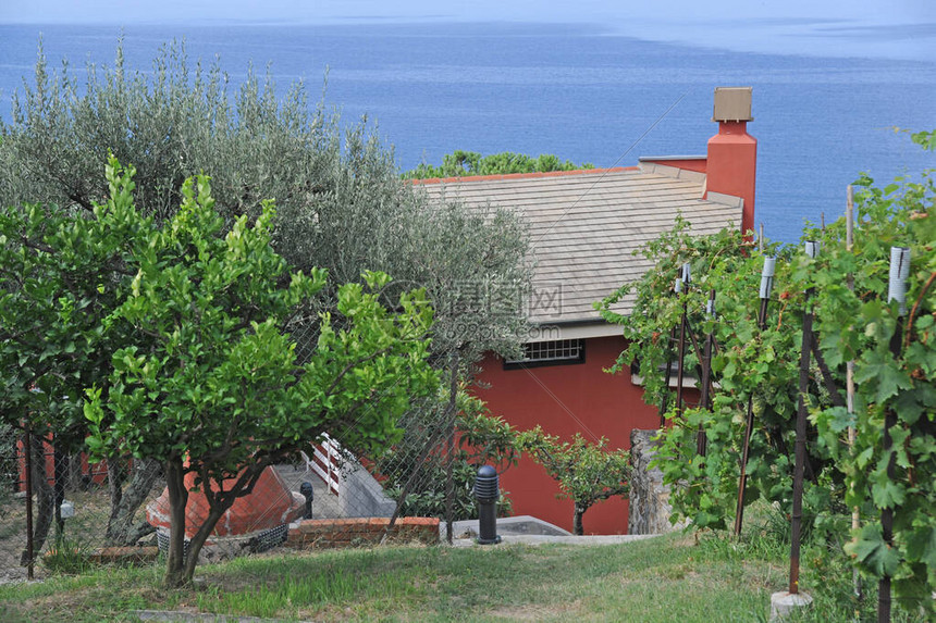 拉斯佩齐亚省葡萄园景观高清图片下载正版图片504313824摄图网