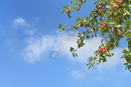 苹果树枝的树枝在蓝天背景图片