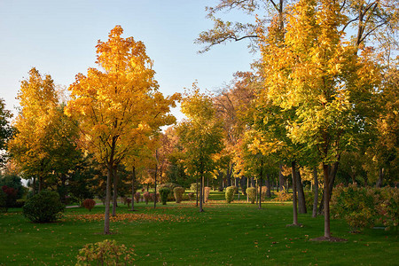 绿色和黄色公园景观有多图片