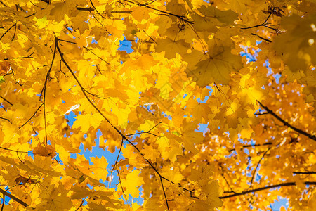 阳光明媚的秋天背景黄色秋天树叶与太阳和图片