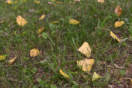 秋天的黄叶躺在秋天公园周围的秋天树叶的地上图片