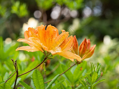 Rhododendendron灌木的橙花朵阿扎莉亚图片