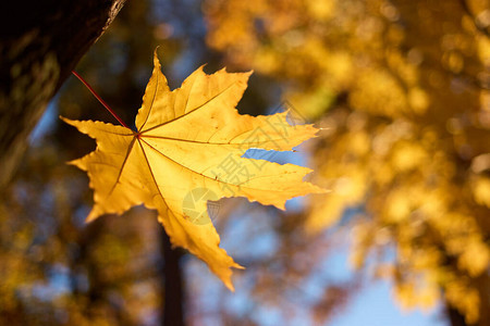 秋天的金黄色枫叶背景模糊图片