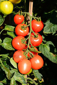 山上各种成熟的番茄树葡图片