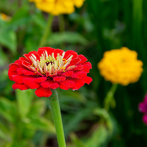 花园里花坛上的万寿菊花园图片