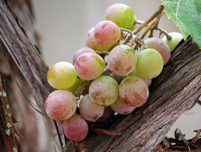 葡萄的葡萄在葡图片