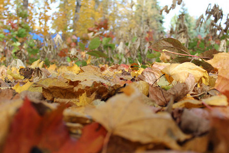 公园地上五颜六色的秋叶秋叶的照片很多都掉了它们是不同的鲜艳颜色红色黄色绿色橙色棕色一年中的秋天森林里五颜六图片