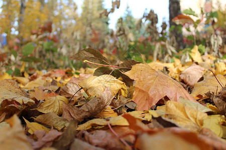 公园地上五颜六色的秋叶秋叶的照片很多都掉了它们是不同的鲜艳颜色红色黄色绿色橙色棕色一年中的秋天森林里五颜六图片