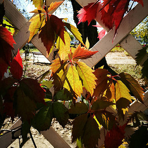 秋天的颜色植物叶子图片