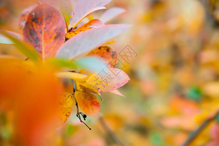 花楸五彩秋叶的秋天背景图片