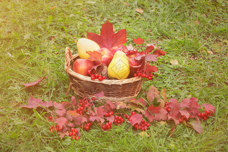 在草篮上摘苹果梨子和浆秋天图片